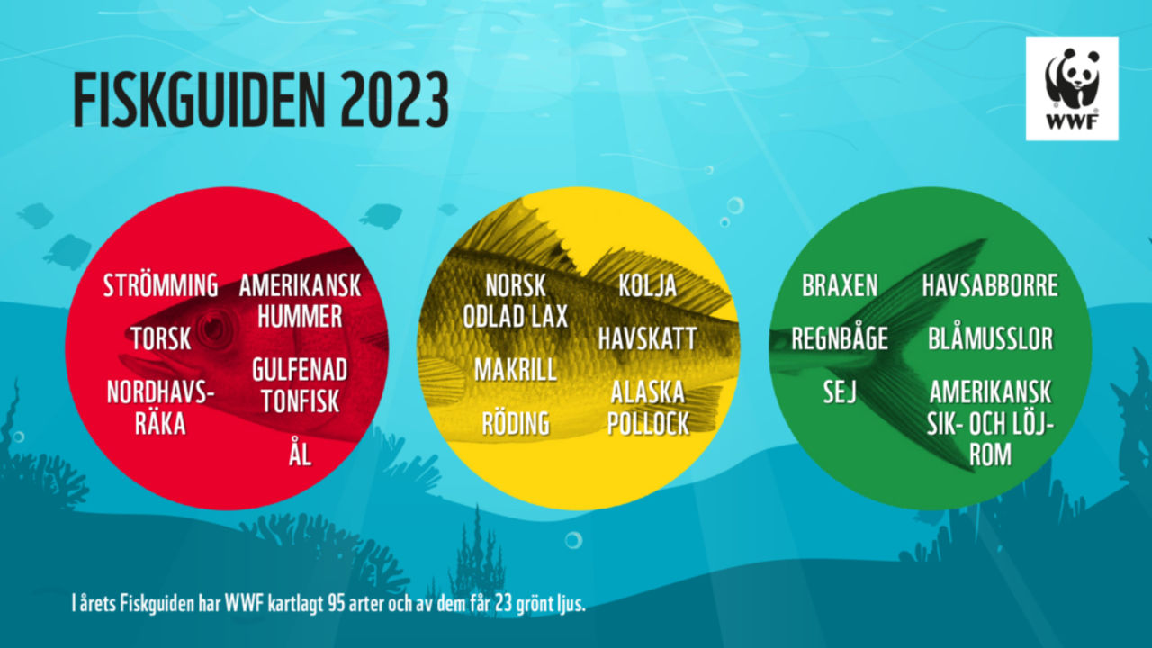 WWF ger fisket av sill rött ljus