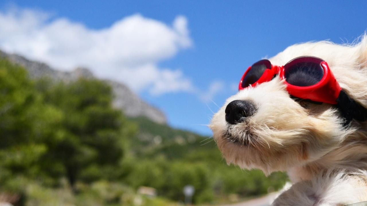 Transportstyrelsen vill att synkraven för körkort ska ändras