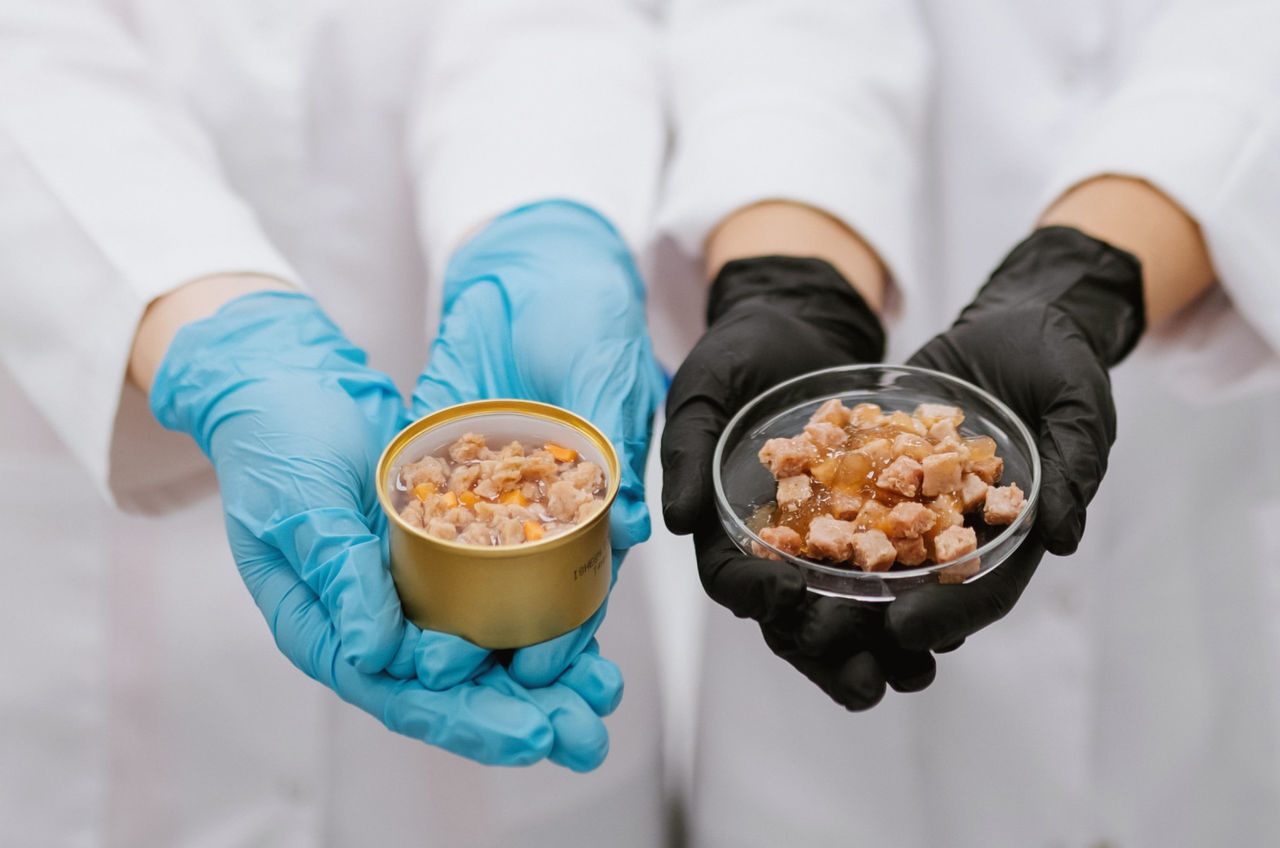 Nu kan katter och hundar äta laboratorieodlat kött