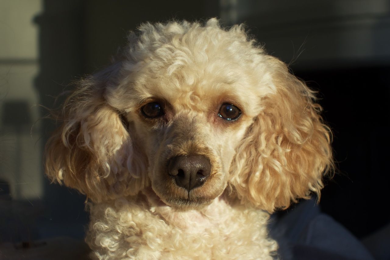 En stor andel av landets husdjur är seniorer