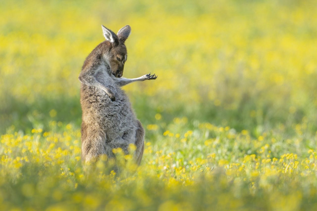 Känguru som lirar luftgitarr utsedd till årets roligaste djurbild