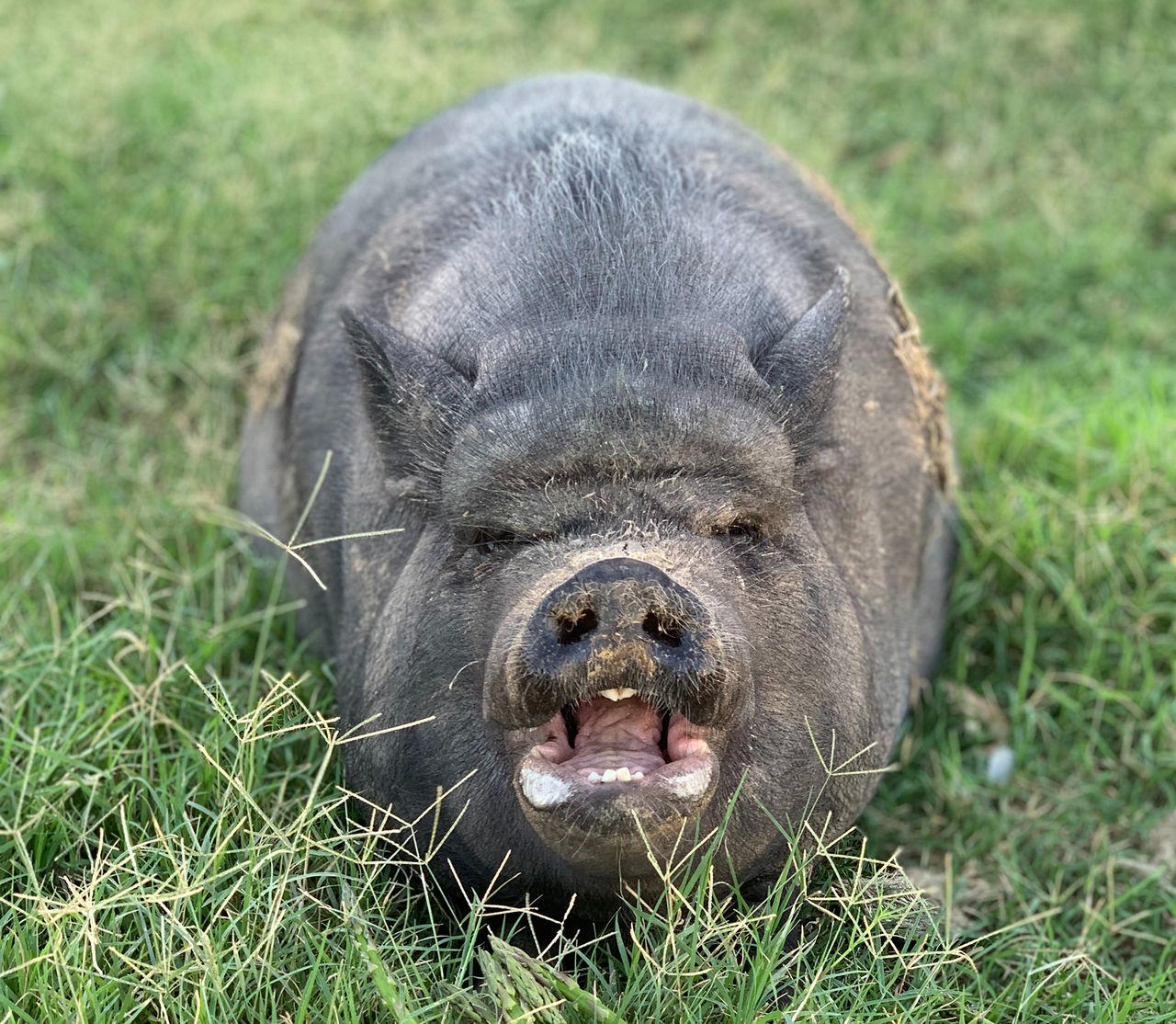 Svininfluensavariant har smittat en människa