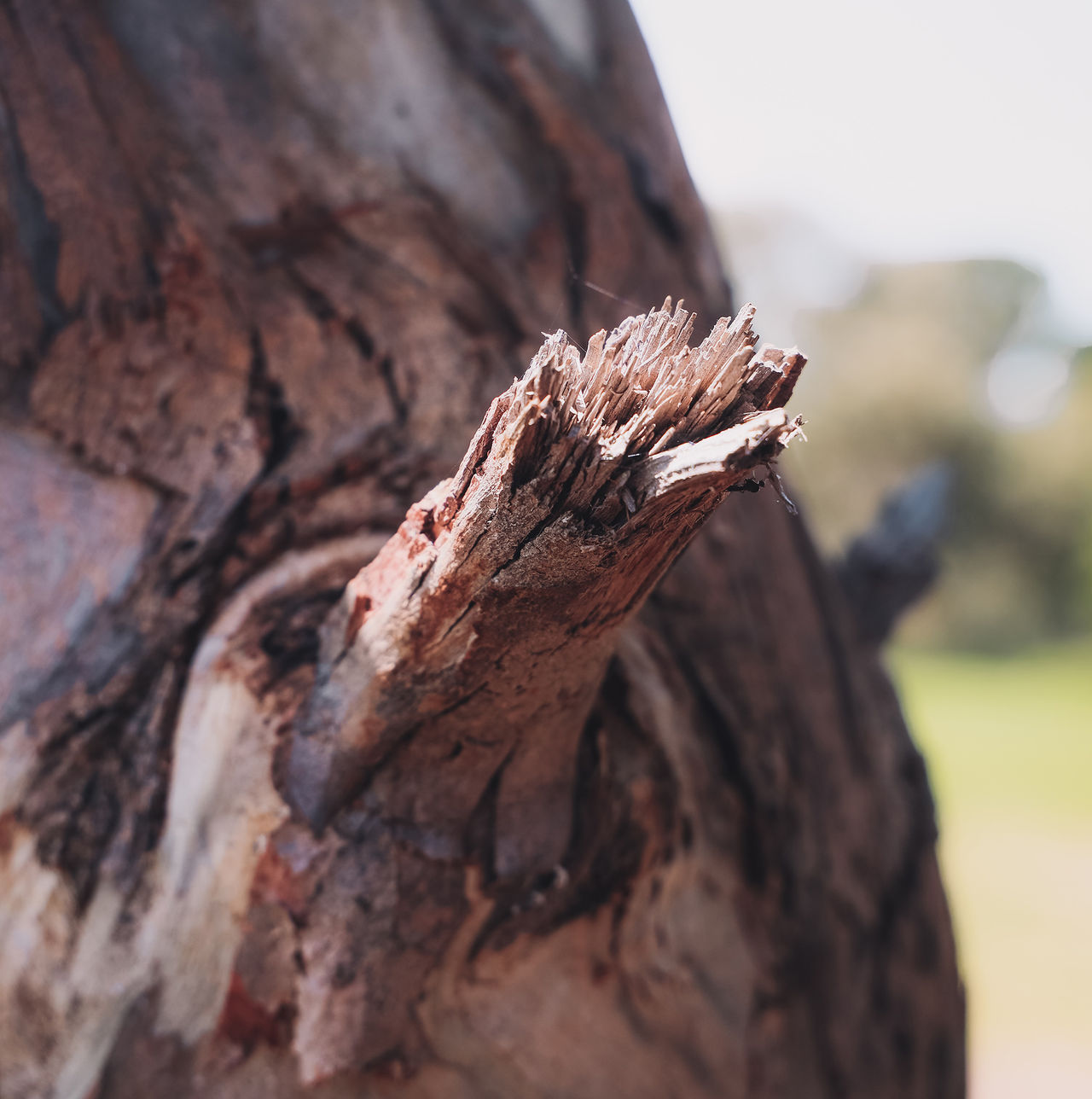 Risken för penisfrakturer ökar i juletid