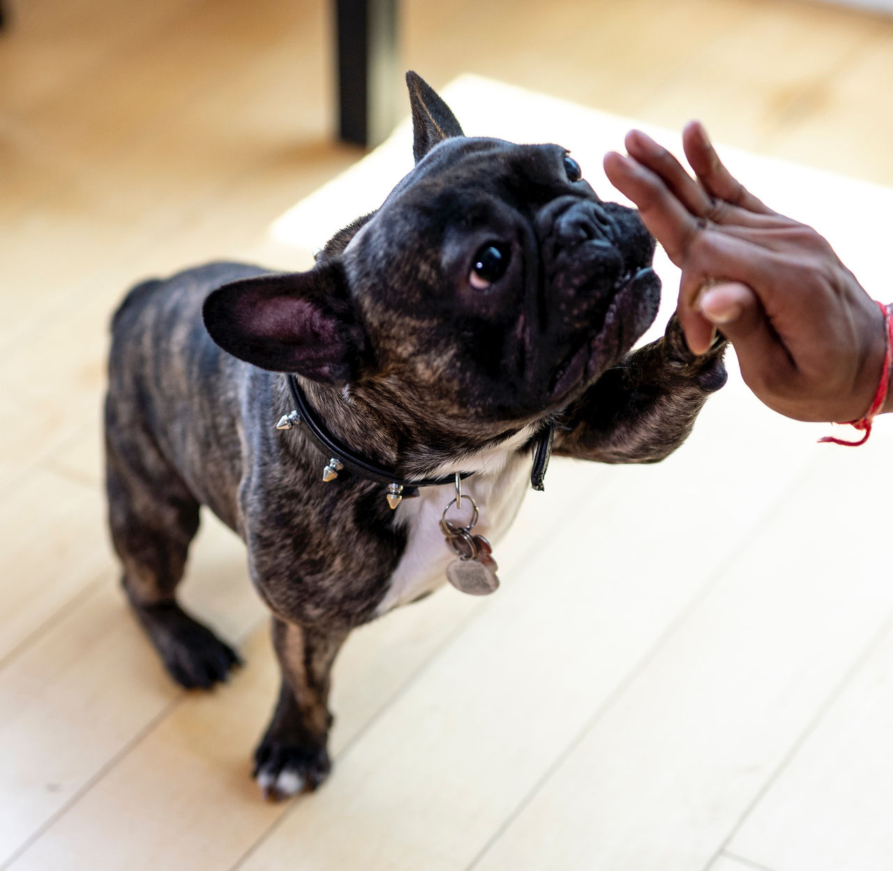 Sydkorea förbjuder hundkött