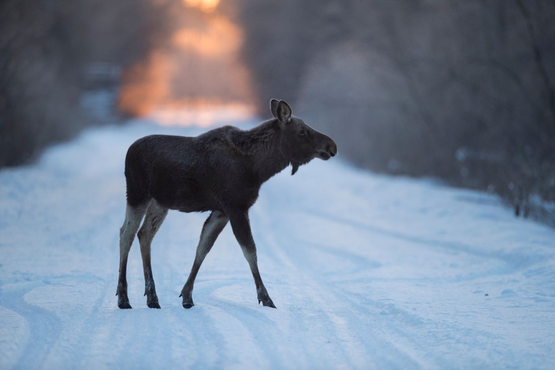 Aldrig tidigare har det inträffat så mycket viltolyckor
