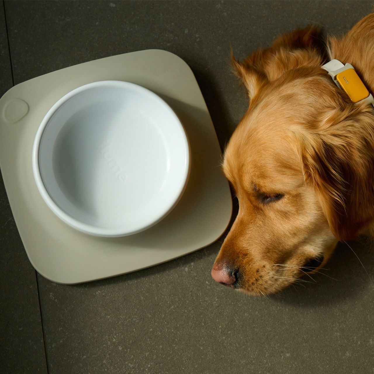 System ser till att hunden får tillräckligt med mat