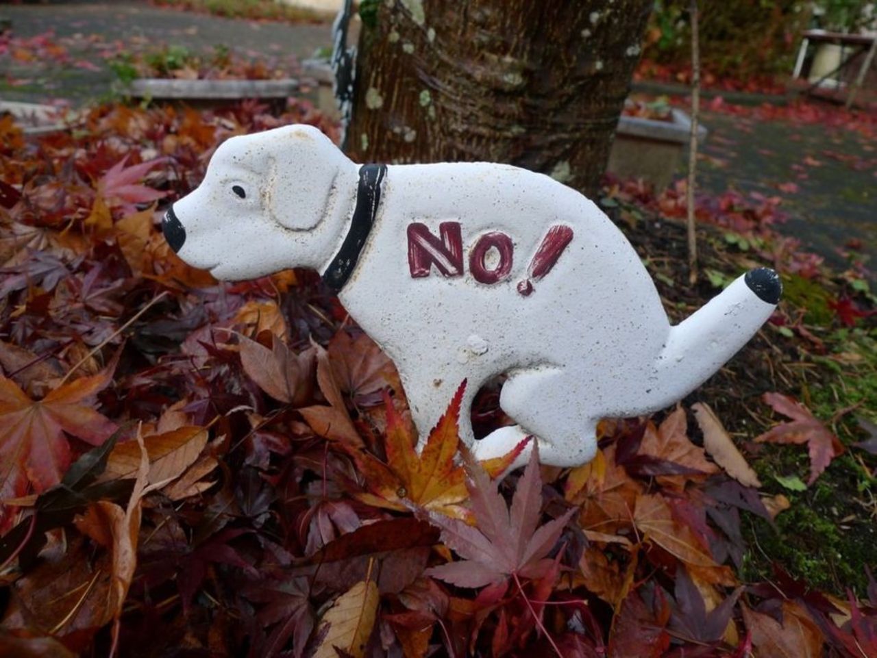 DNA-register ska hjälpa till att hitta slarviga hundägare