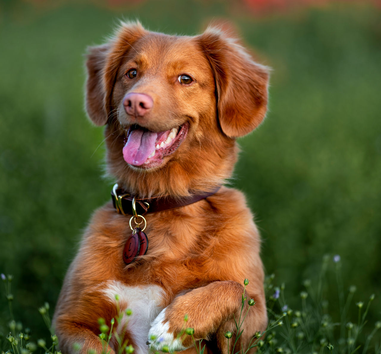 Fler hundägare ger sina hundar cannabisprodukter