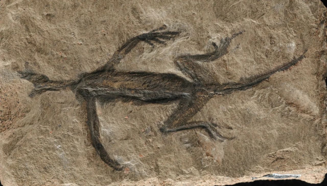 280 miljoner år gammal fossil verkar delvis vara fejk