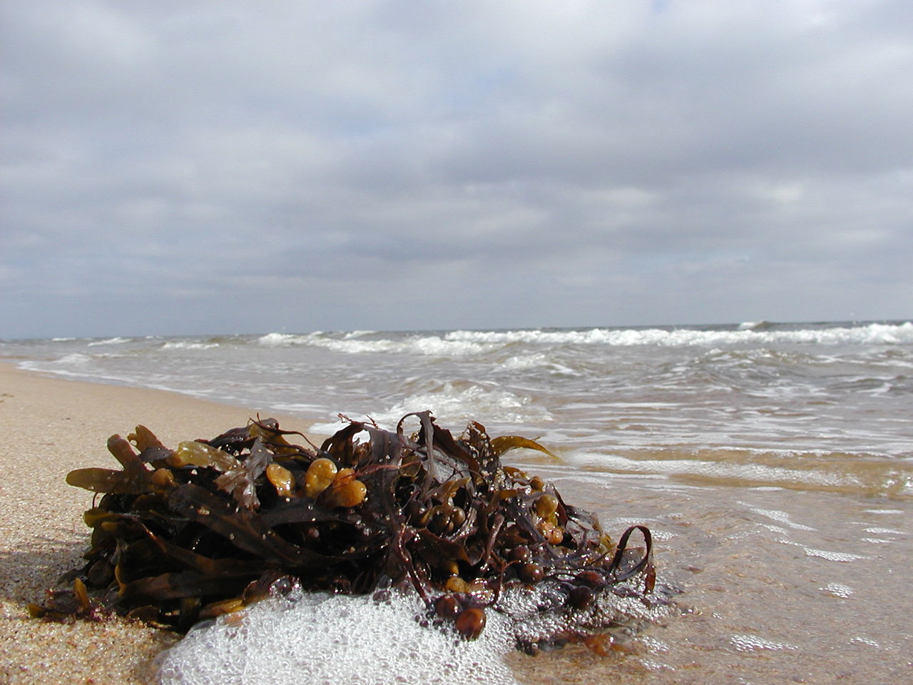 Svensk blåstång ska skickas till rymden