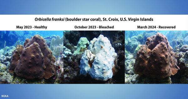 Global korallblekning pågår enligt NOAA