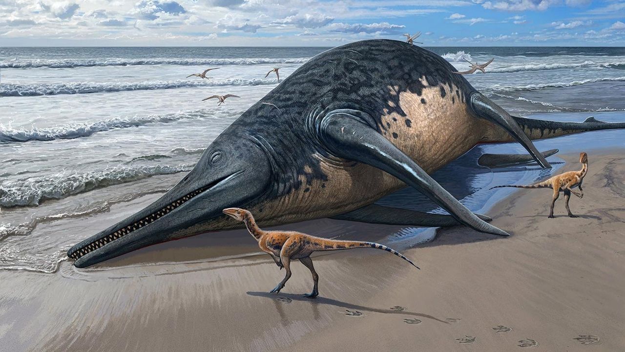 Fossil från marin jättereptil hittad