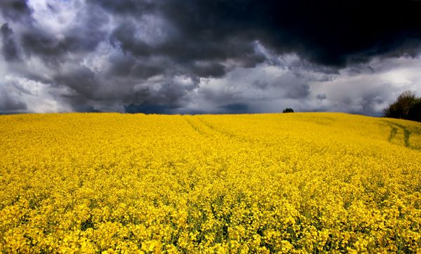 Danmark kan införa klimatskatt på jordbruk