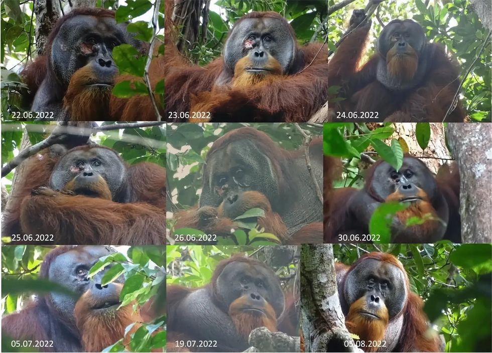 Orangutang använder växter för att läka sina sår