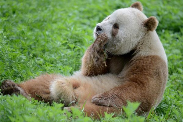 Brun panda fångad på bild igen