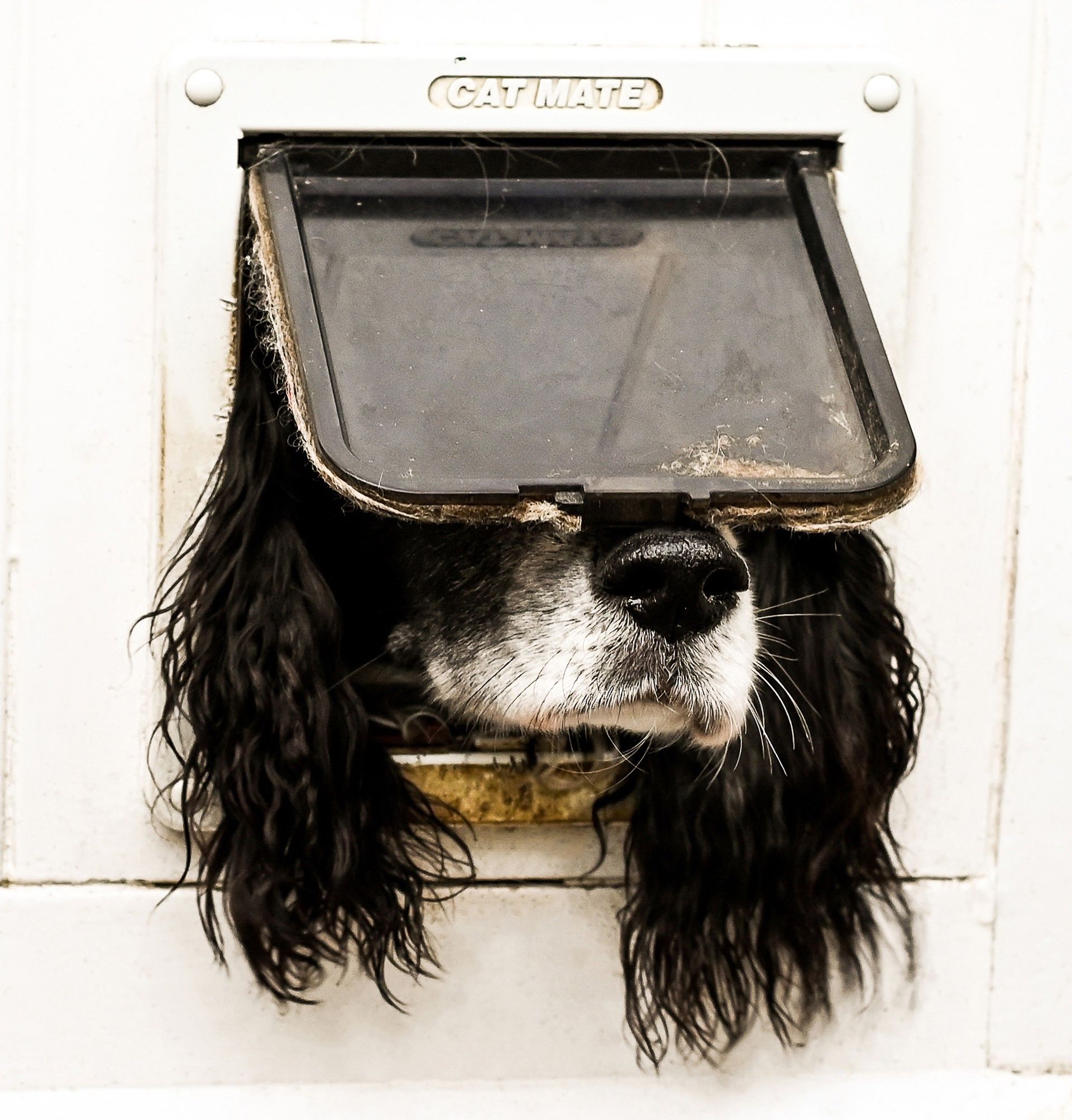 Comedy Pet Photo avgjord