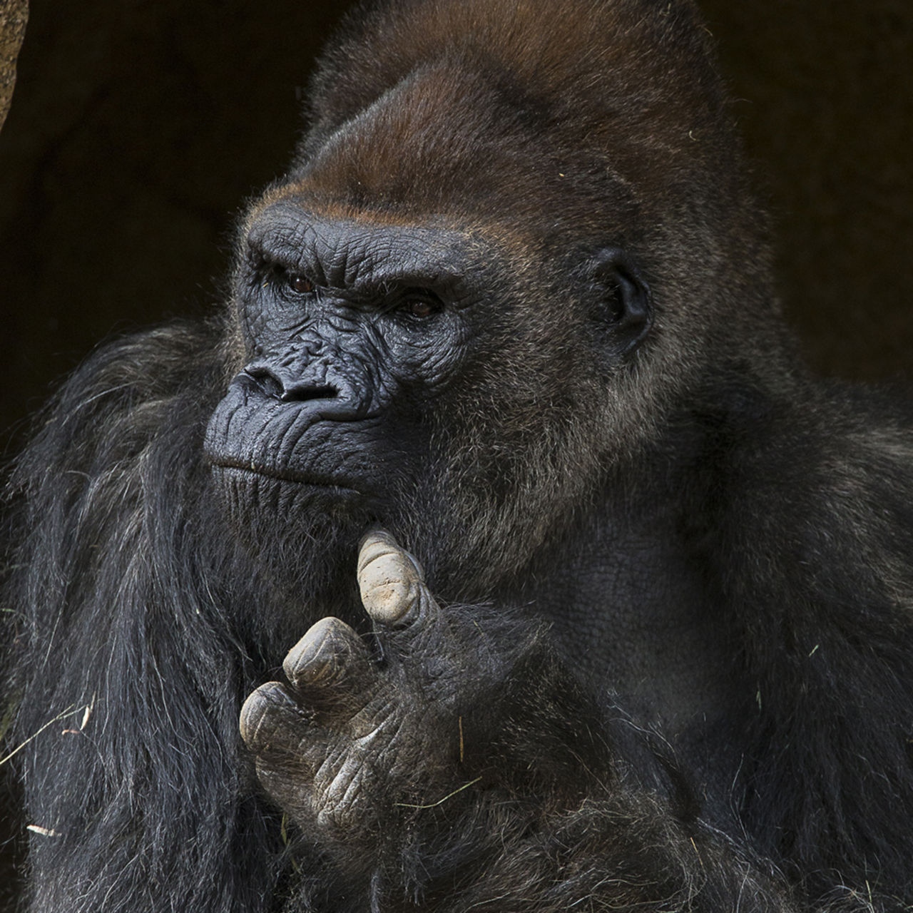 Gorillan Winston har dött 