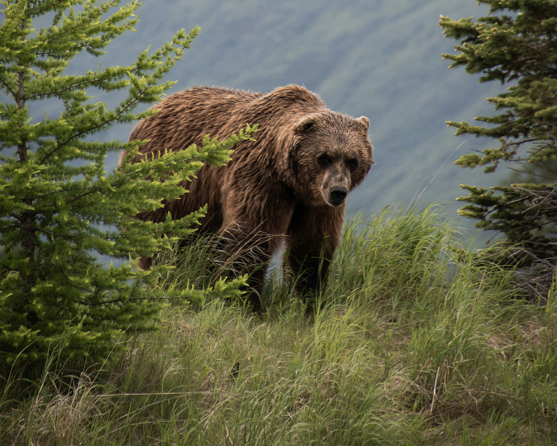 Idag drog björnjakten igång