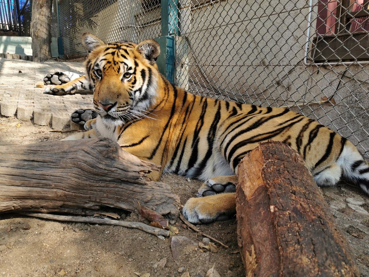 50-tal stora kattdjur har dött i fågelinfluensa