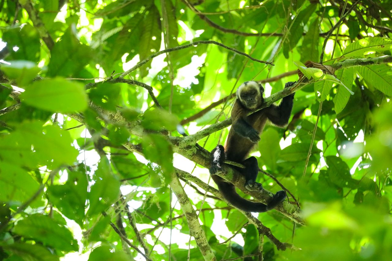 Amazonas avskogning lägsta på nio år