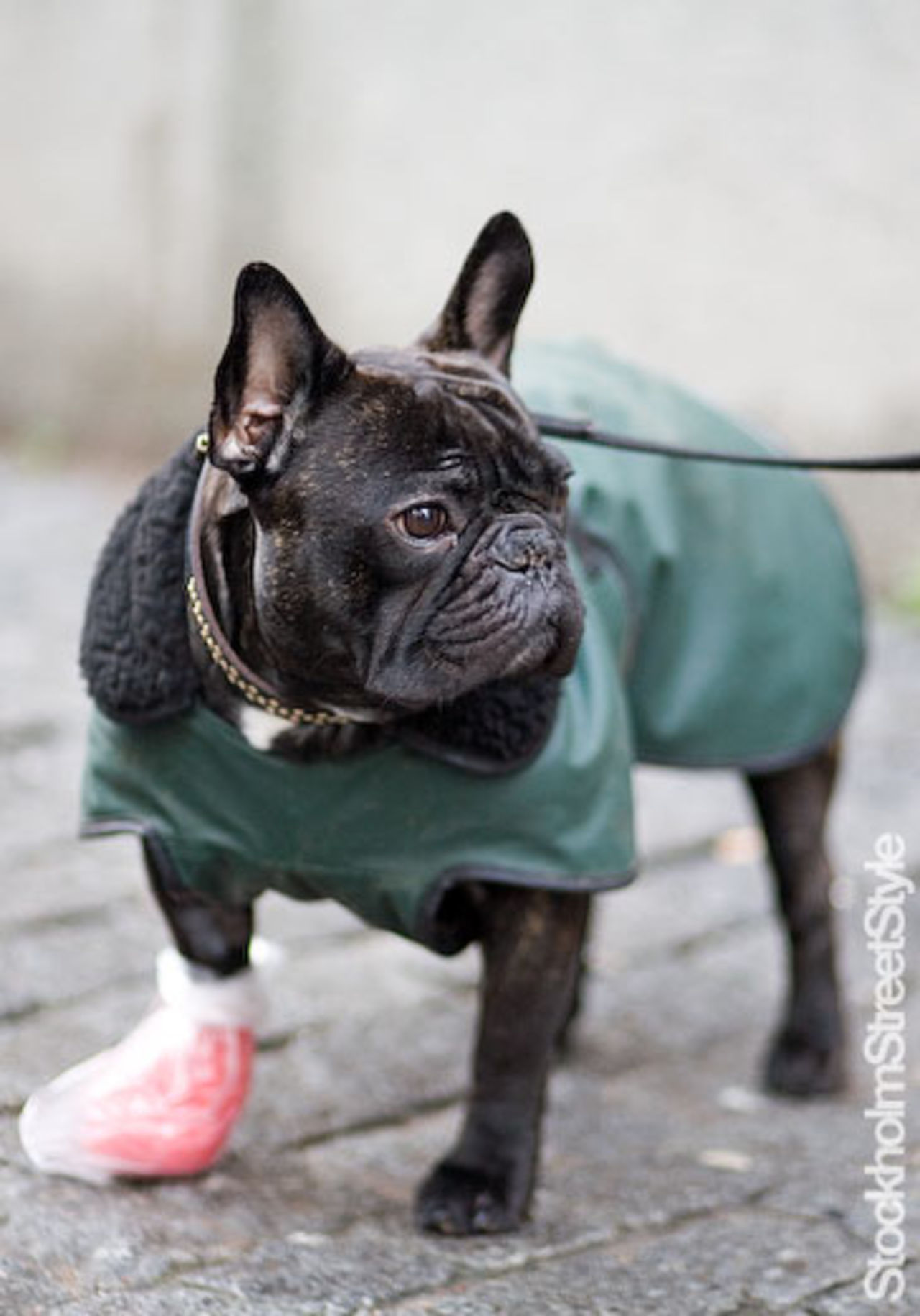 Stockholm Dogstyle