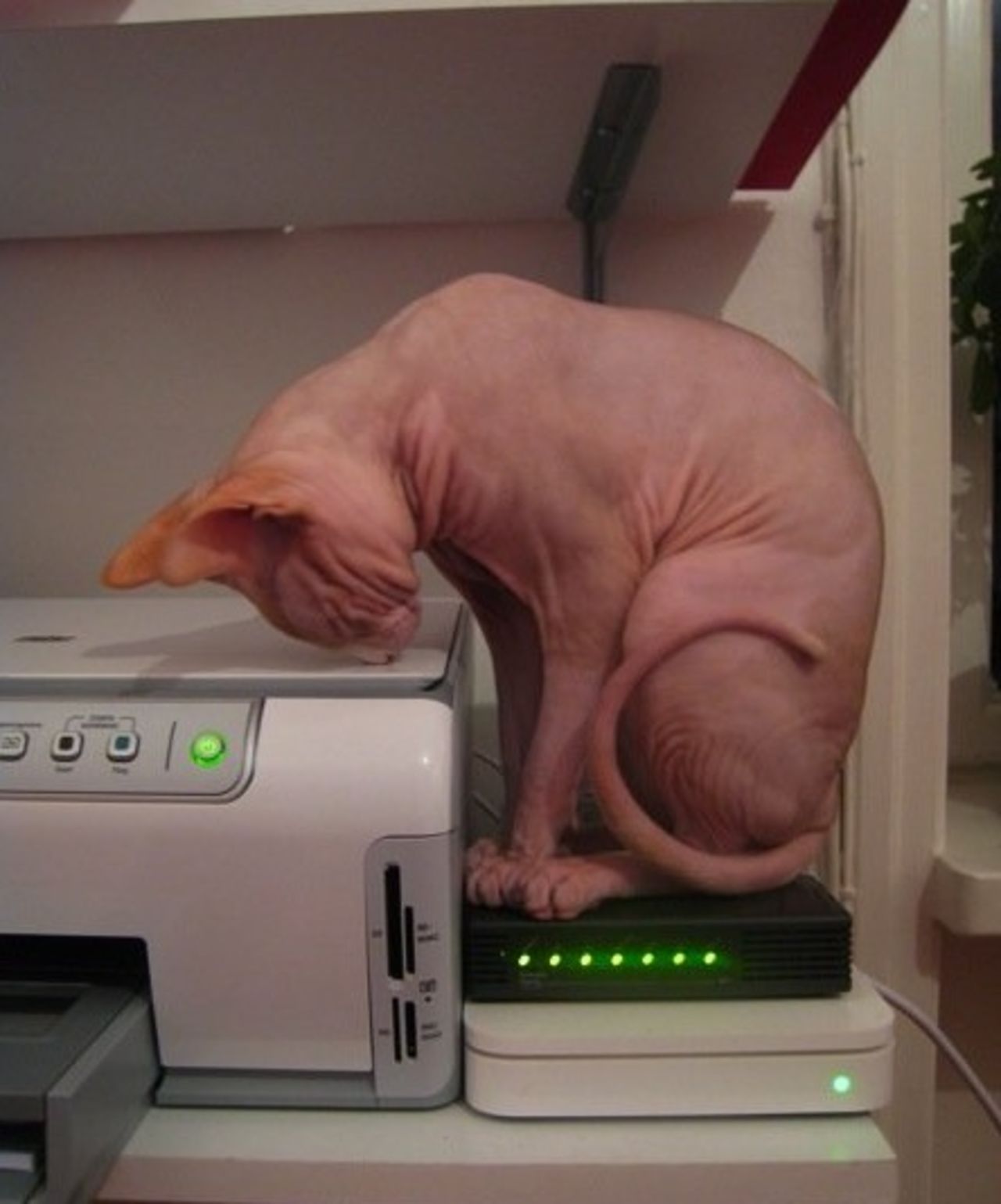 Att inreda snyggt och kattvänligt