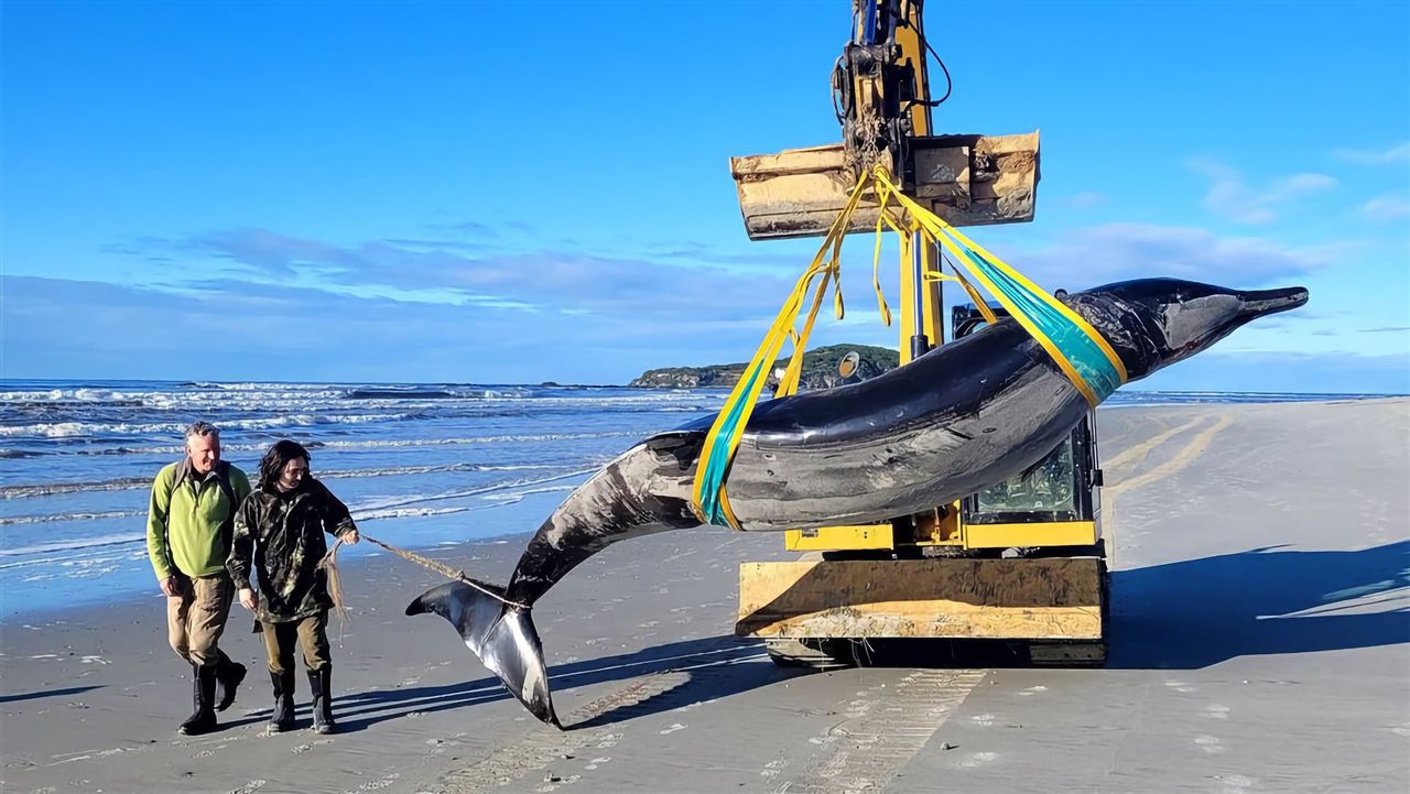 Sällsynt näbbval flöt upp på strand i Nya Zeeland
