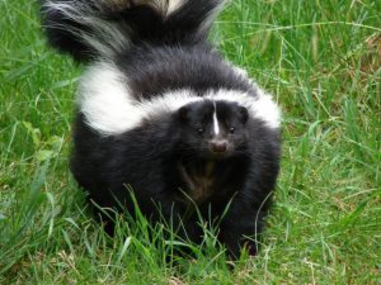 Amerikansk skunk vill ha skjuts hem
