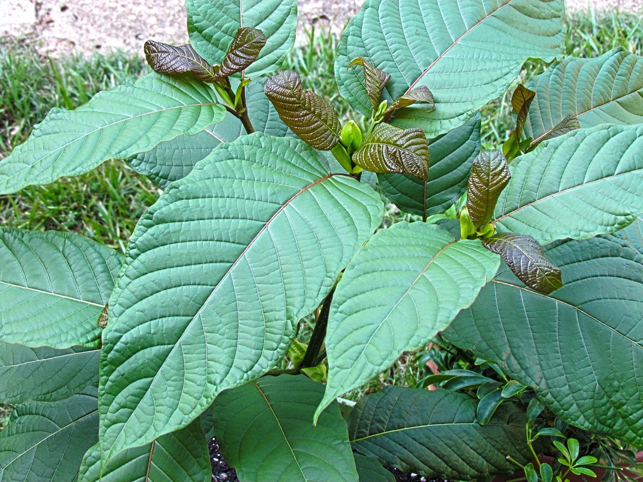 Kratom kan narkotikaklassas i Sverige
