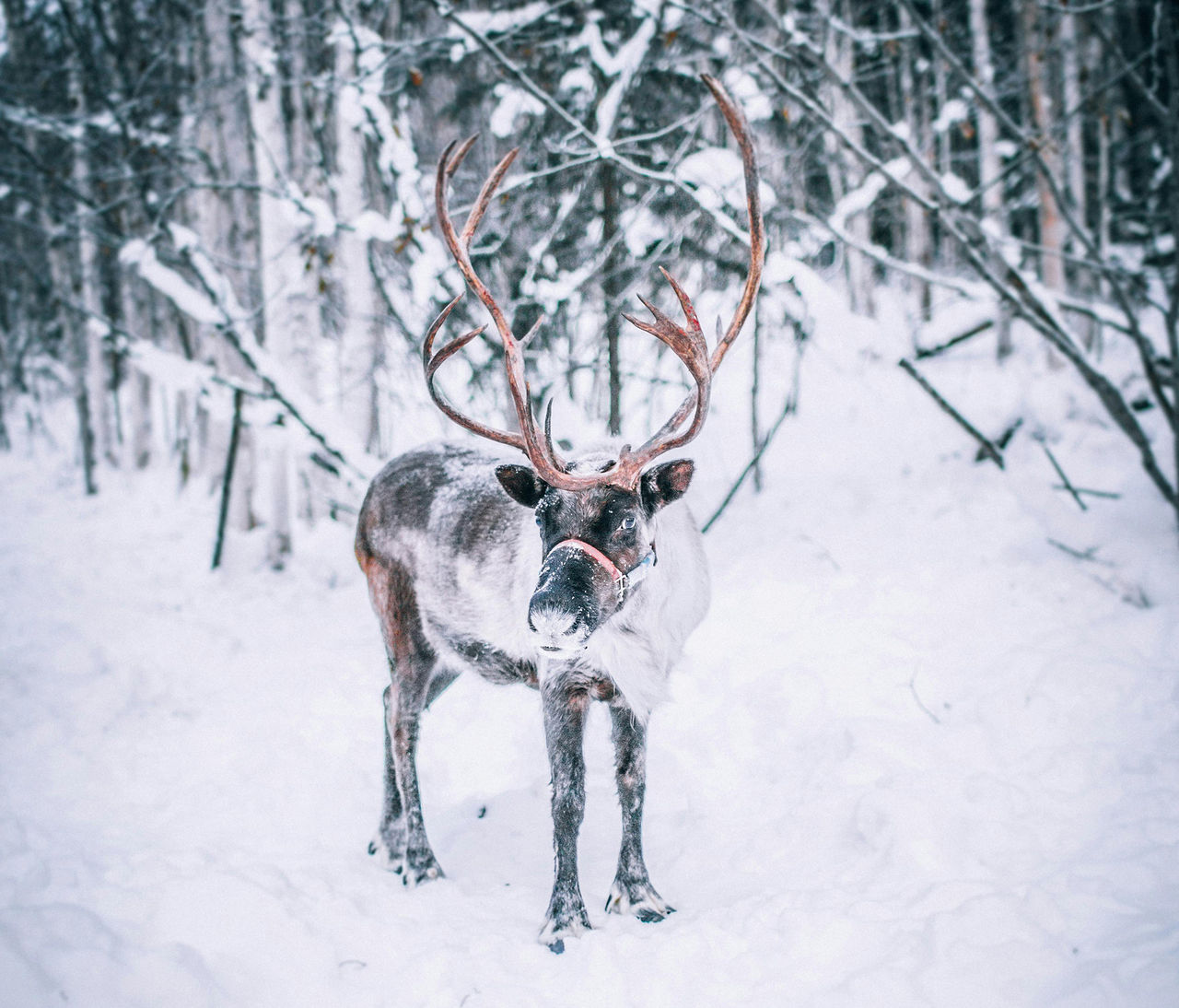 Renar dödade utanför Umeå