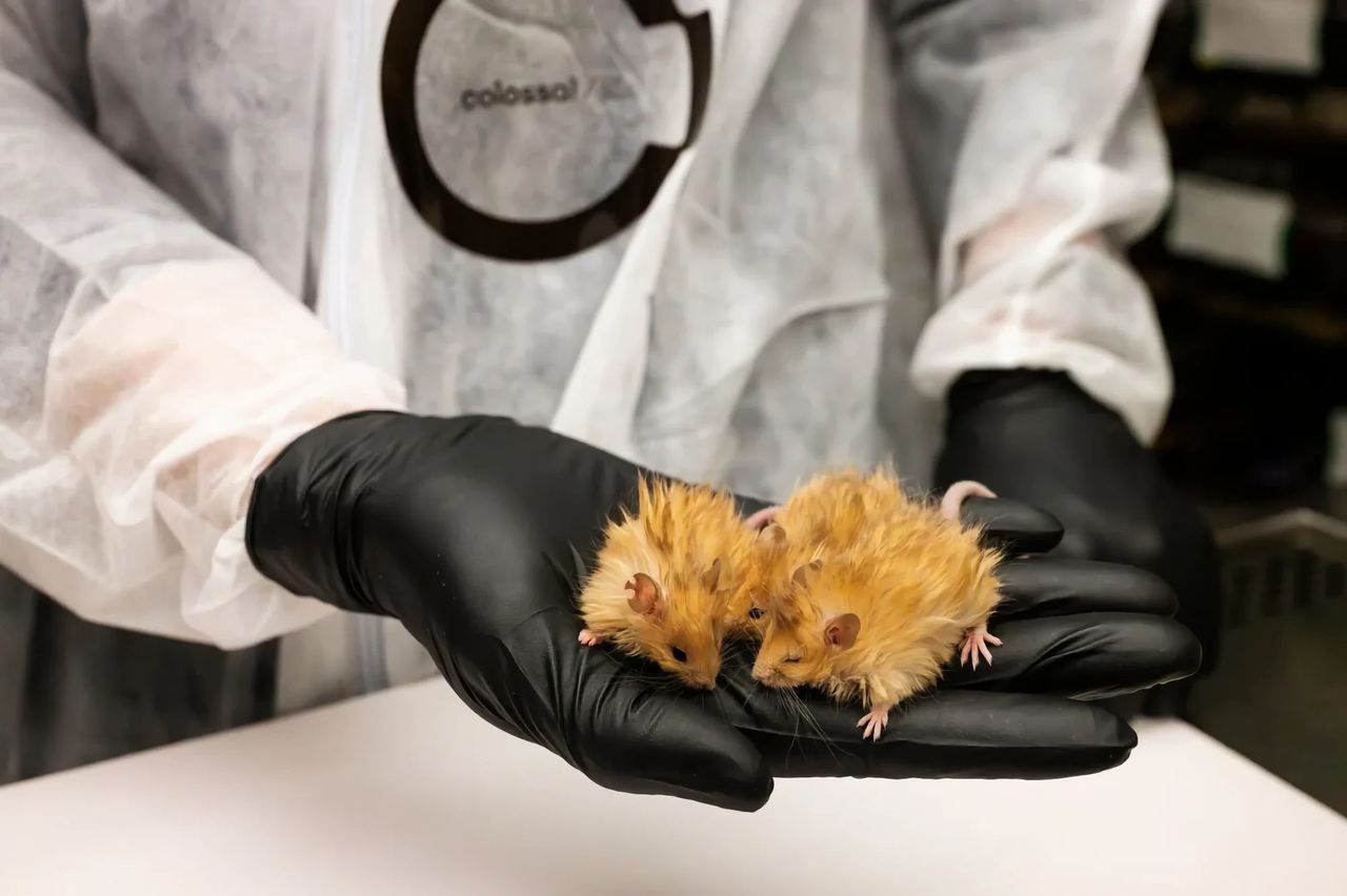 Biotechföretag tar fram håriga möss