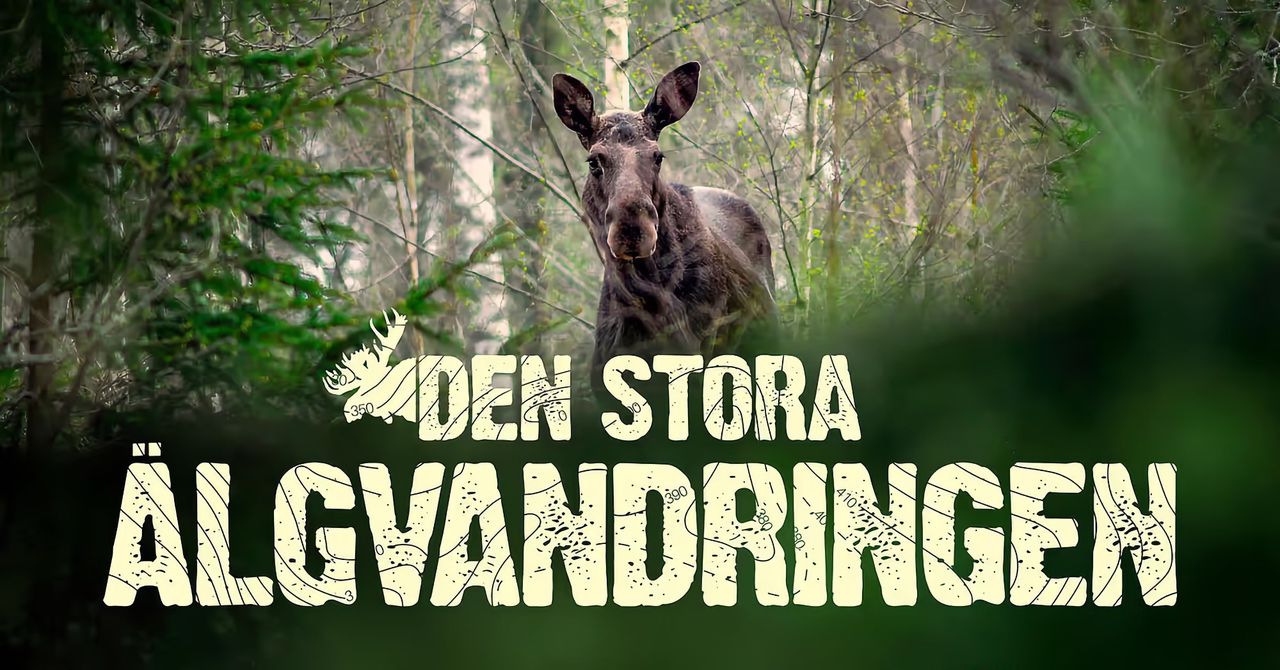 Den stora älgvandringen återvänder i april