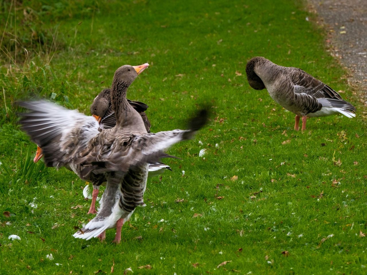 Forskare har skapat snäll anklever