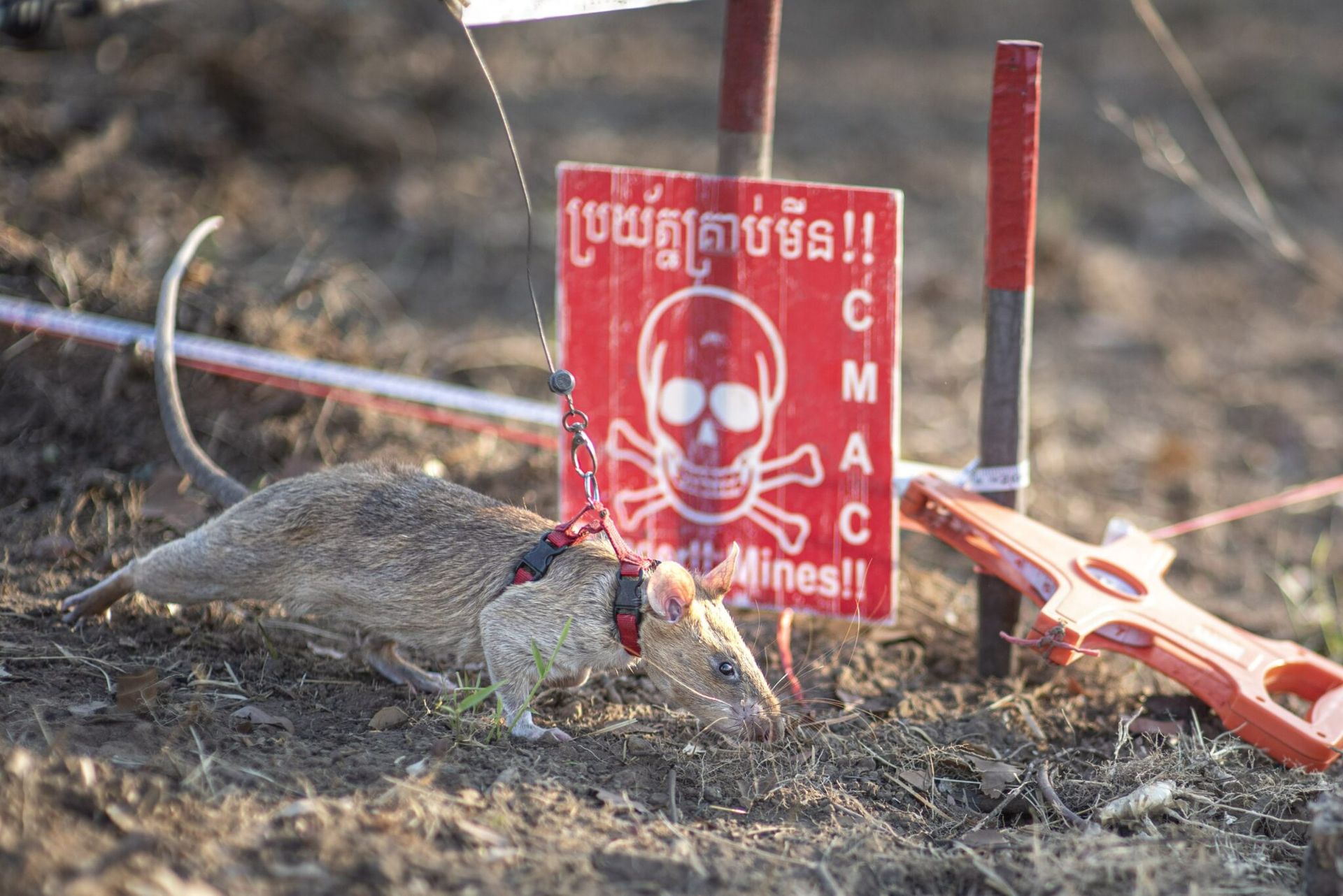 Ronin slår världsrekord i minletning för råttor