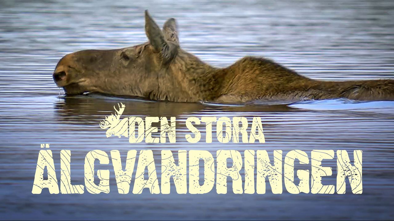 SVT tidigarelägger Den stora älgvandringen