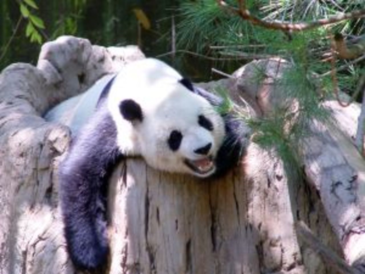 Panda bantar för att få sex