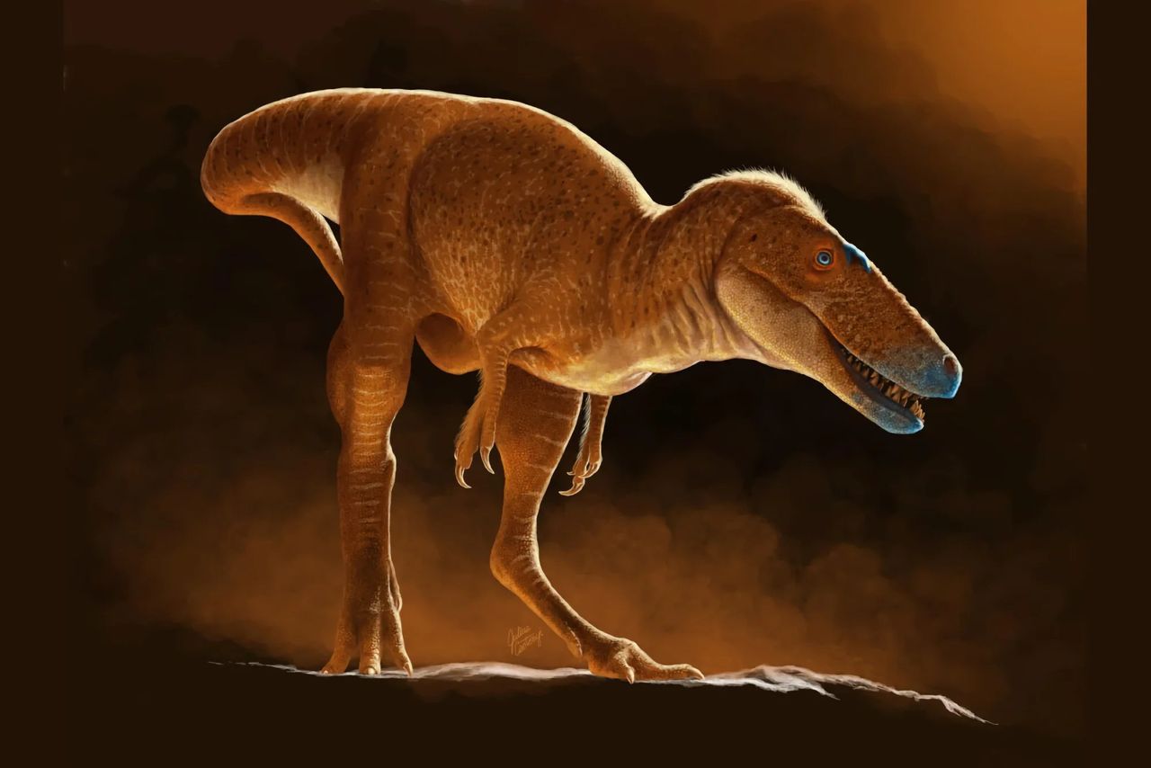 Ny släkting till Tyrannosaurus Rex artbestämd