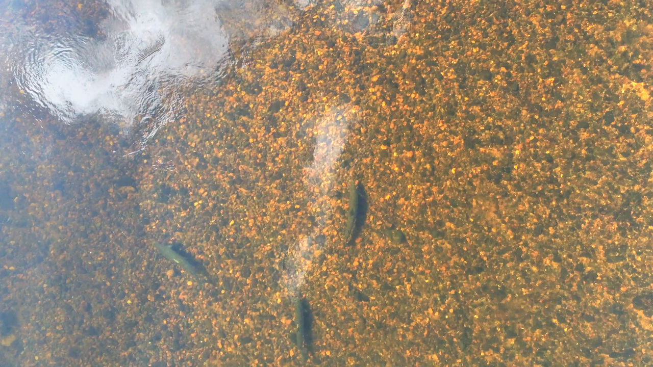 Laxvandringen blir slow-tv