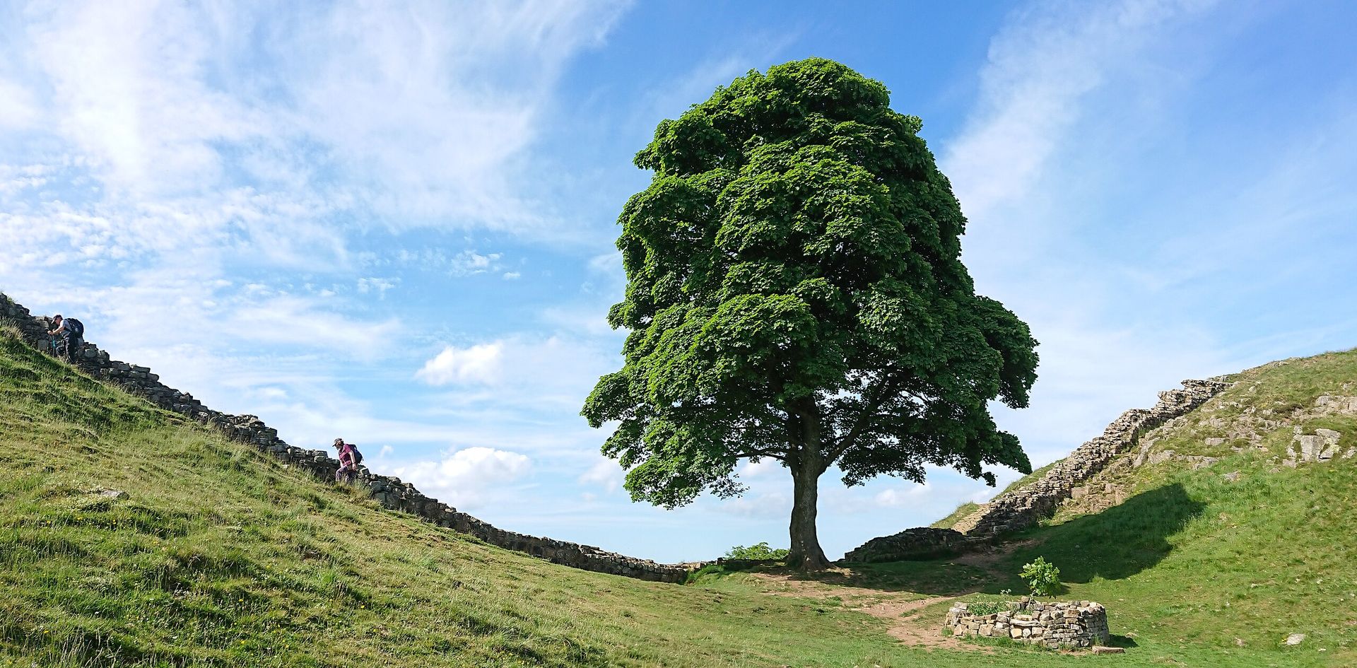 Brittiska trädkapare dömda till långa fängelsestraff 