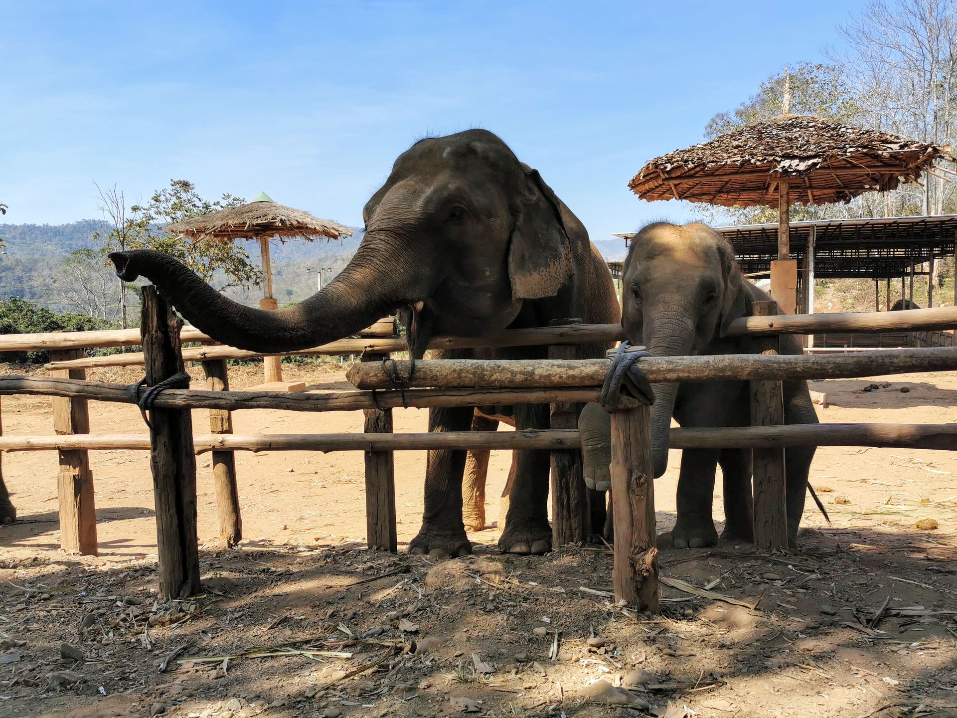 Har du besökt en djurpark i år?
