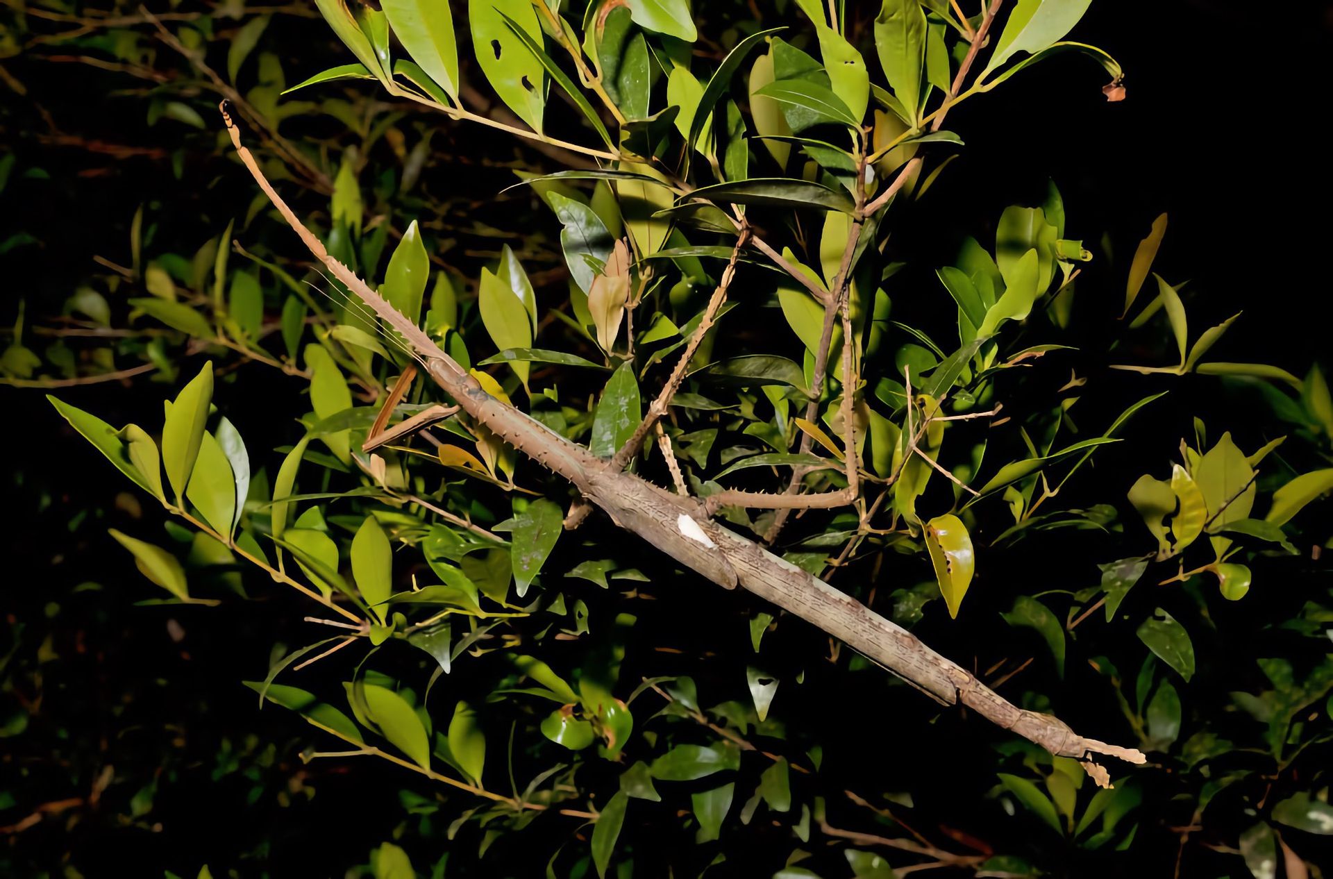 Enorm art av vandrande pinnar upptäckt