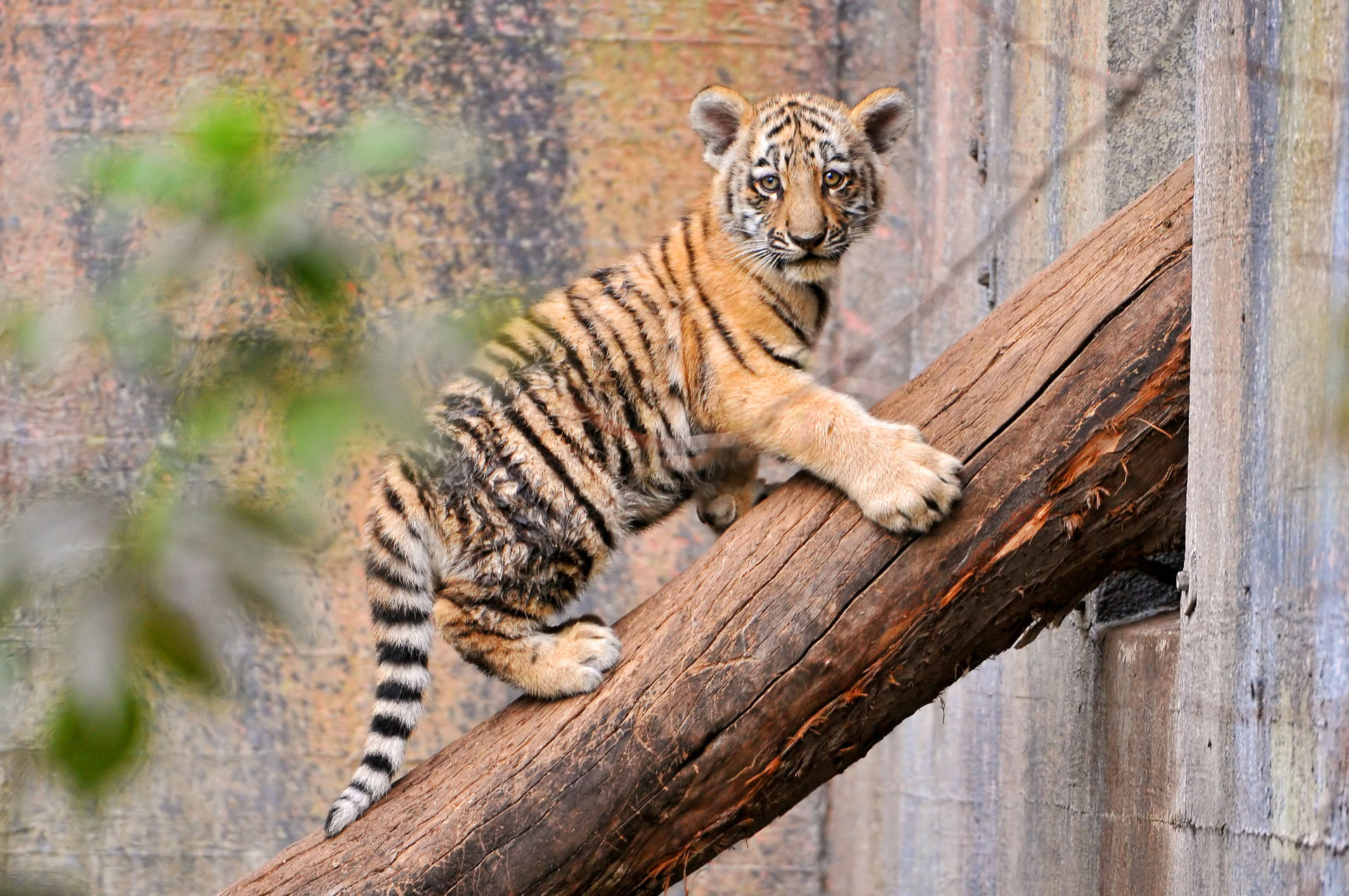 Dansk djurpark vill ha oönskade husdjur