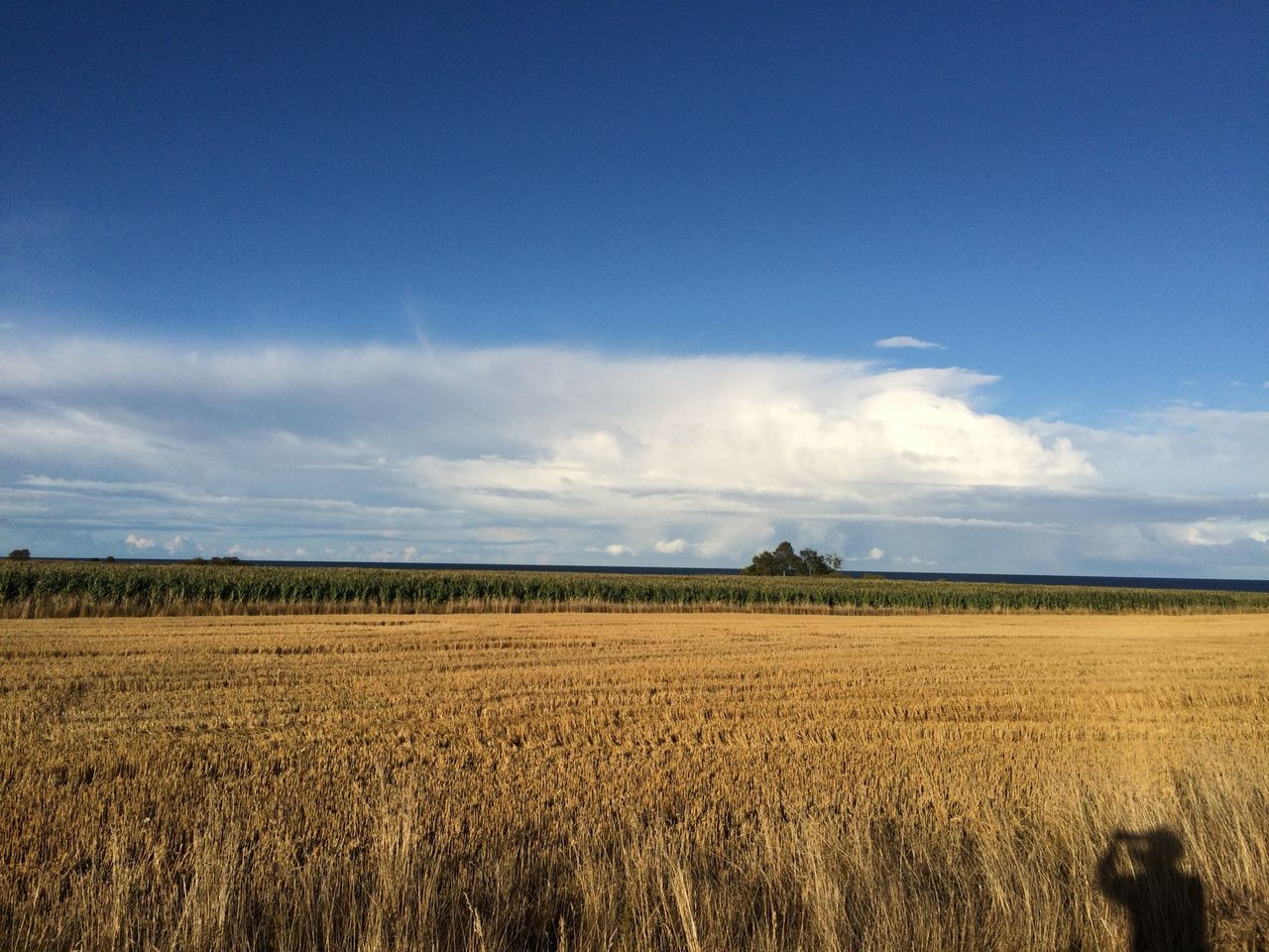 Försäljningen av växtskyddsmedel med PFAS ökar