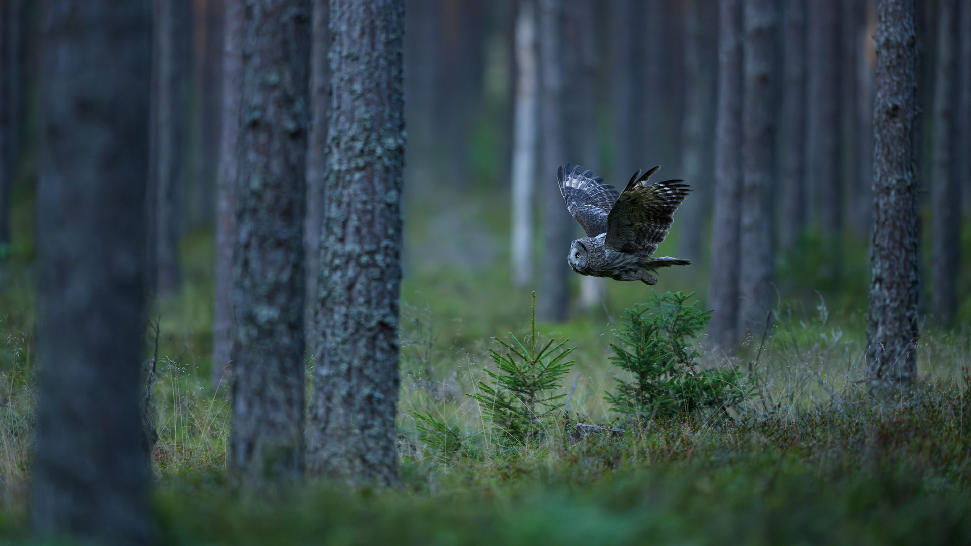 Fina ugglor i Feber-Discorden