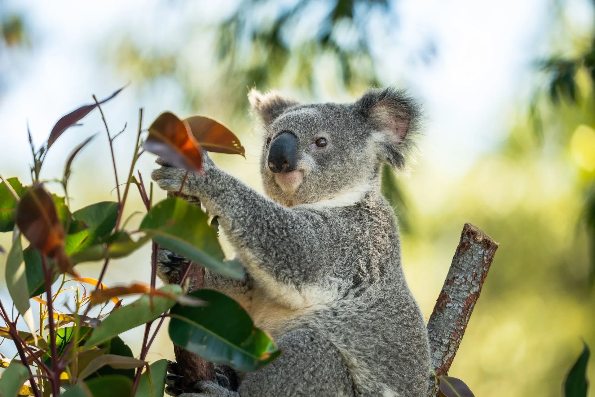 Klamydia-vaccin för koalor godkänt