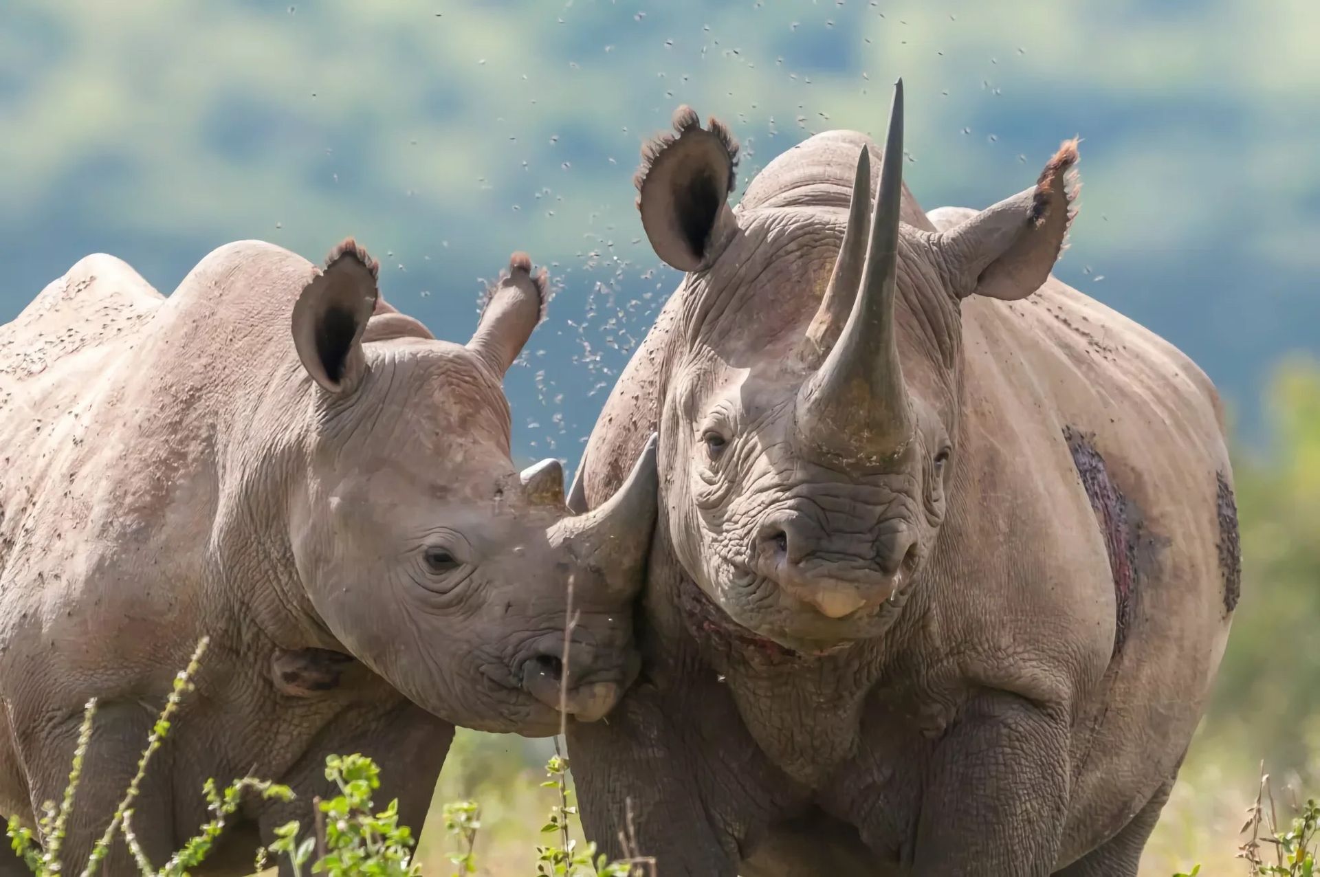 Antalet noshörningar i Kenya ökar