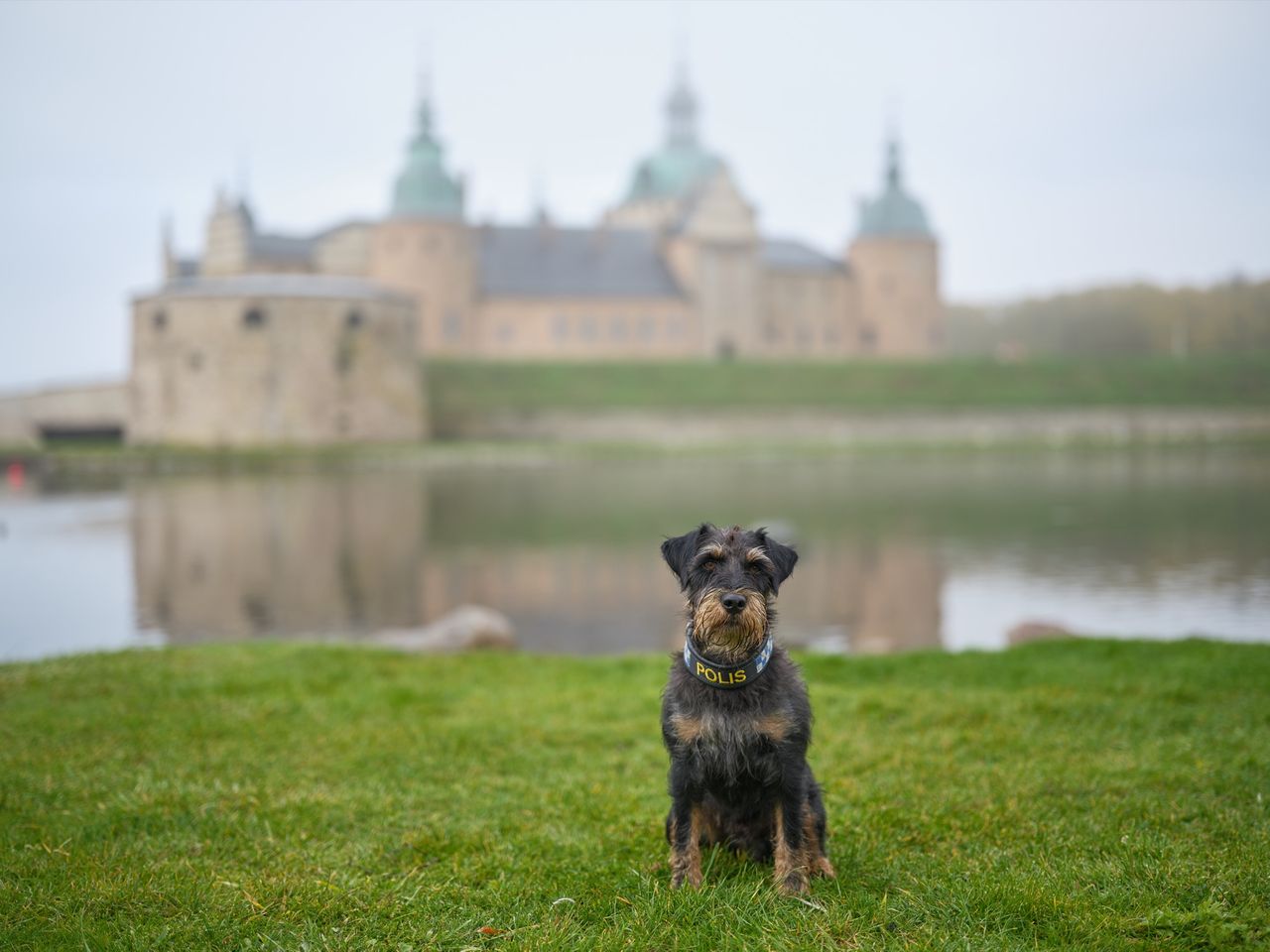 Ivan är årets polishund 2025