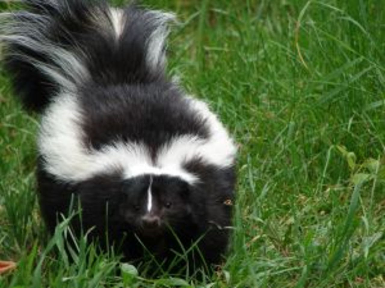 Skunken har fått lift!