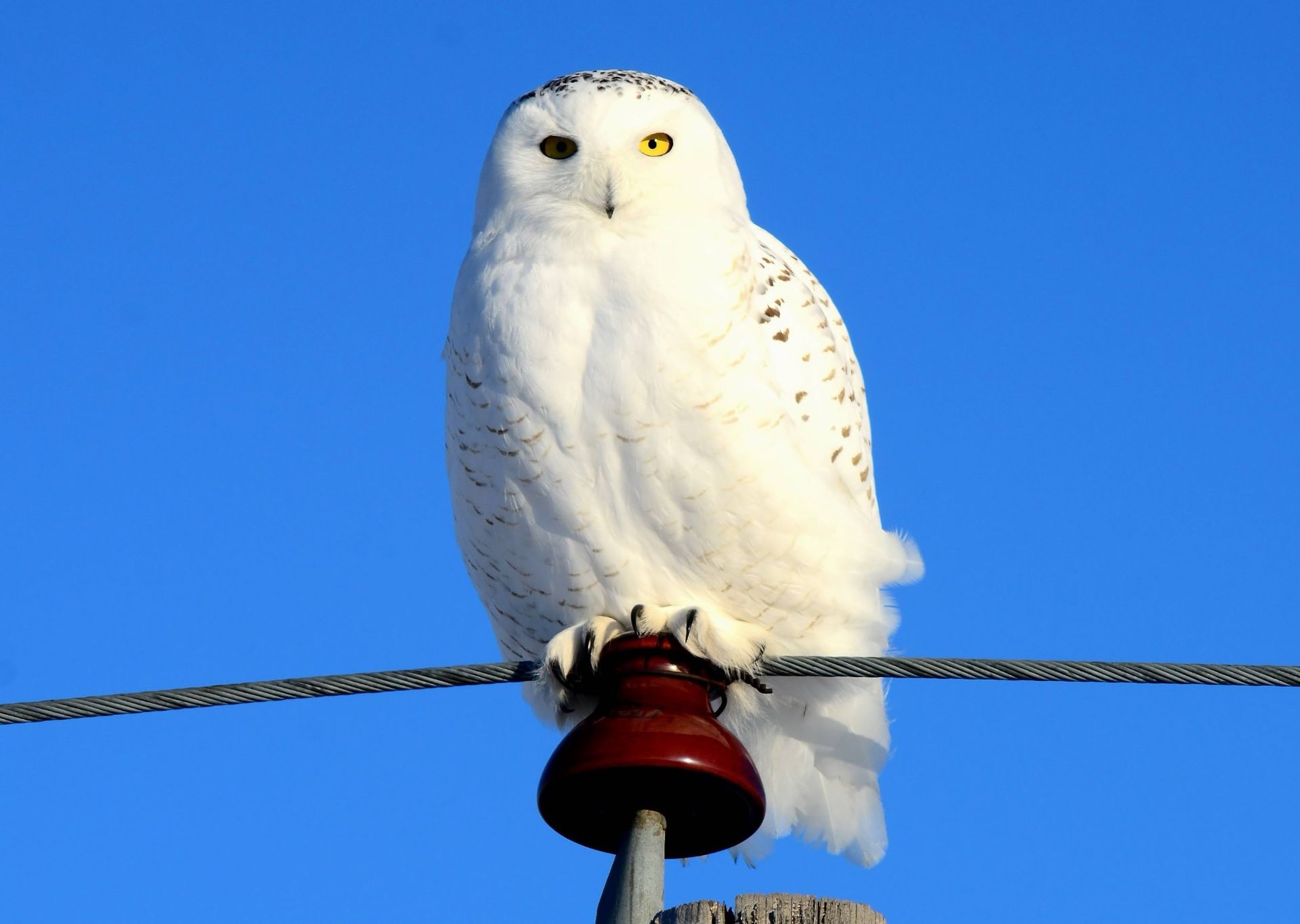 Fjällugglan bedöms nu vara utdöd i Sverige