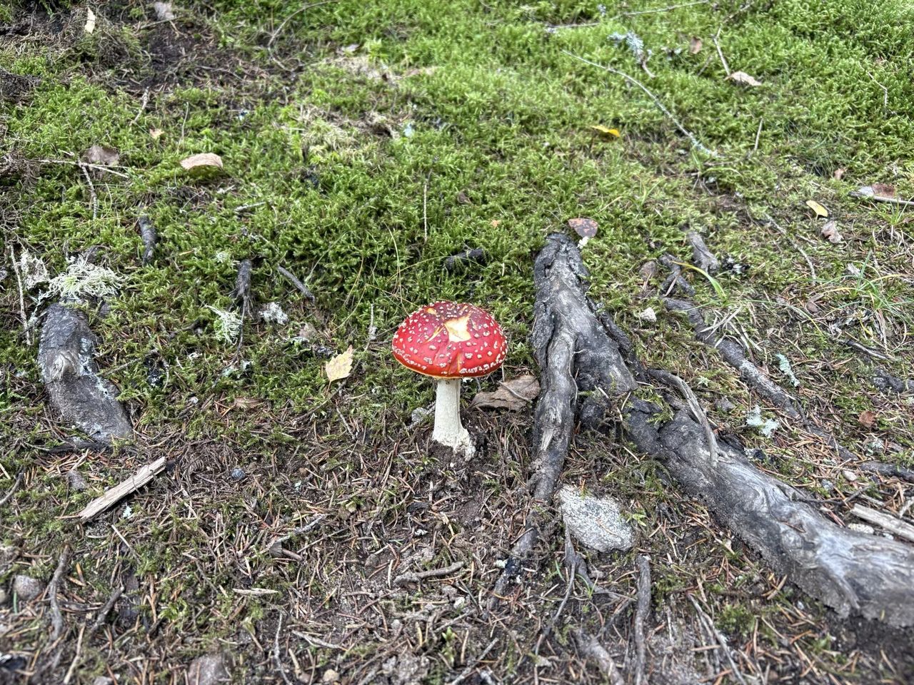 Regeringen narkotikaklassar ämne i flugsvamp